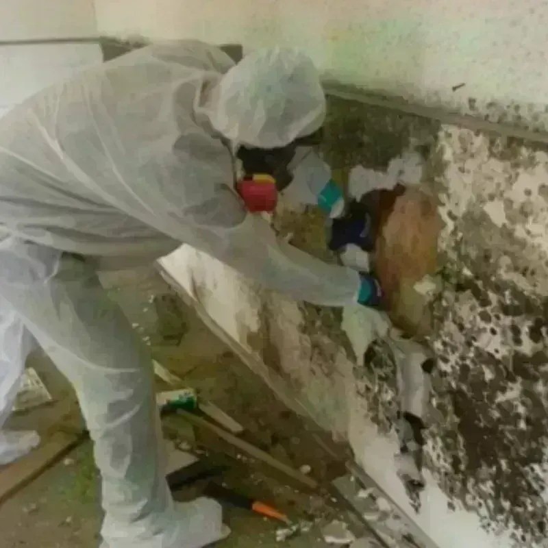 Mold Remediation and Removal in Blacklick Estates, OH